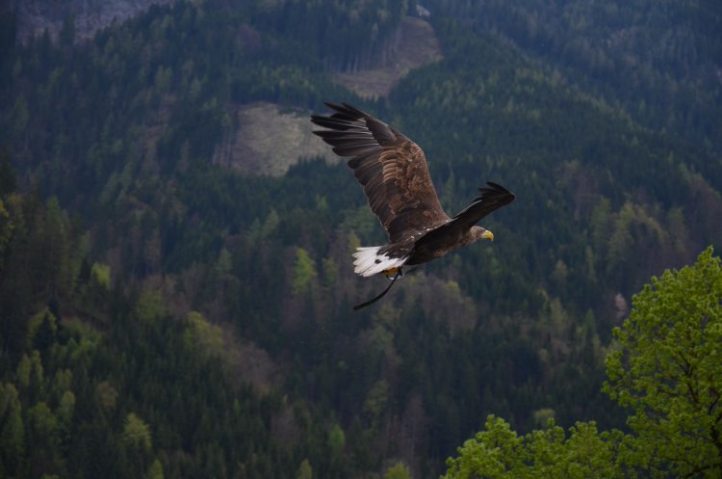 animal-bald-eagle-bird-53587