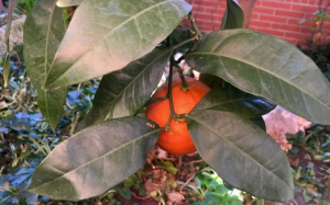 captura-de-pantalla-2019-03-19-a-las-20.12.35-300x187