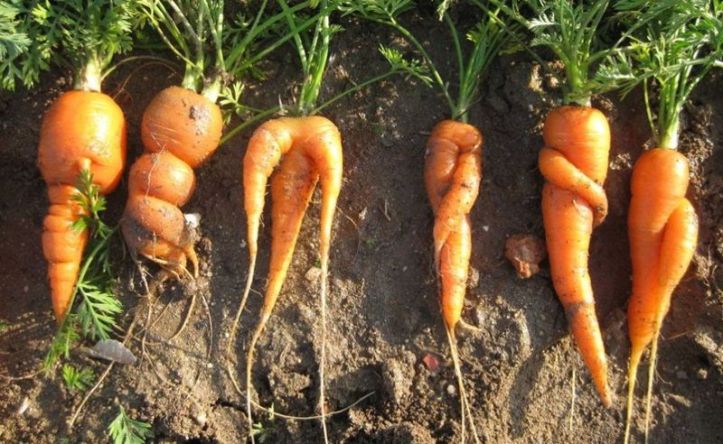 zanahorias-portada