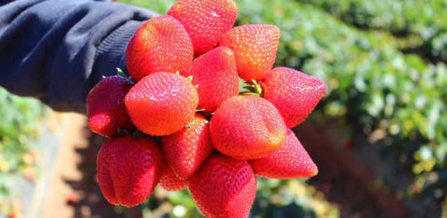 imatge-article-campo-fresas-fresas-l.-pham-en-pixabay-636x310
