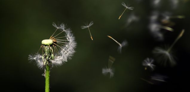 dandelion-1931080_1920-636x310-1