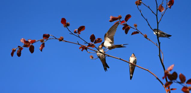 swallow-3956368_1920-636x310-1