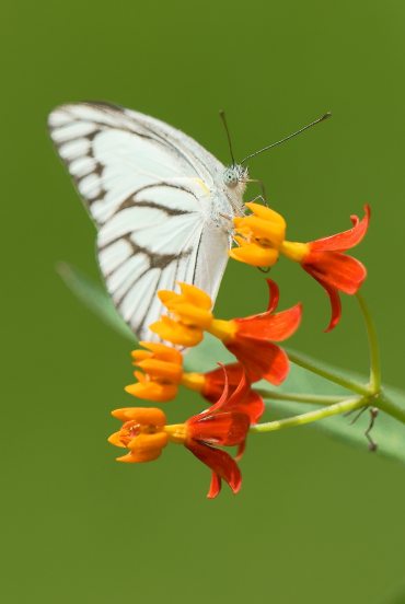 foto-de-wang-teck-heng-en-pexels